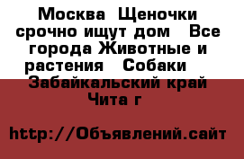 Москва! Щеночки срочно ищут дом - Все города Животные и растения » Собаки   . Забайкальский край,Чита г.